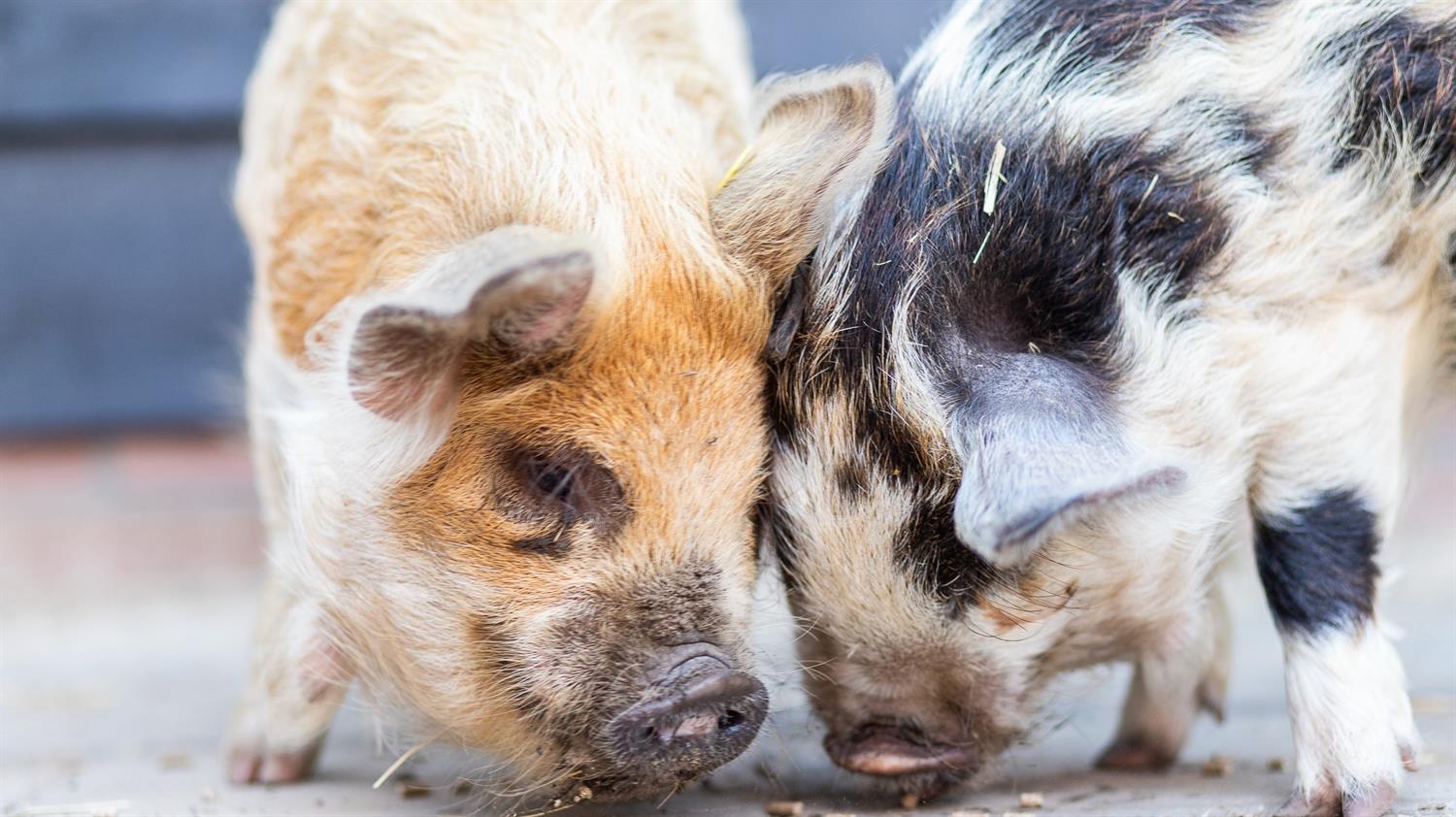 Natuuronderwijs & Kinderboerderij